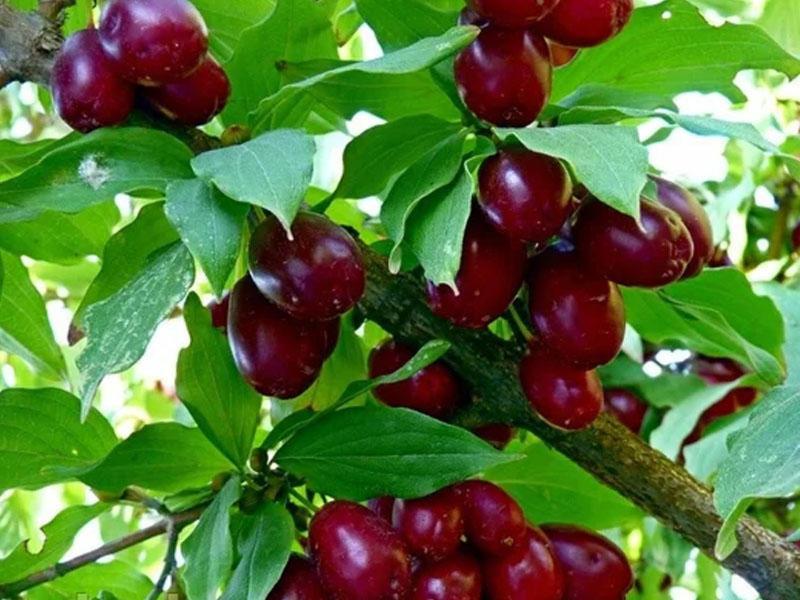 Gabala Garden Hostel Экстерьер фото